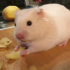 Hamster Theodor 