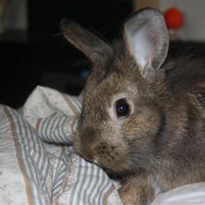 Kanin Charmetrolden Domino:D