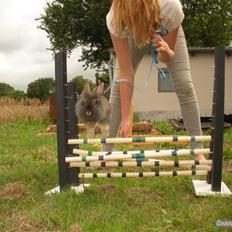 Kanin TEDDY-Rabits Eldina ;D