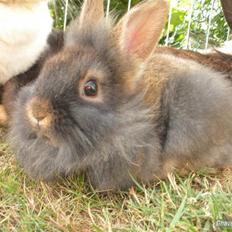 Kanin TEDDY-Rabits Eldina ;D