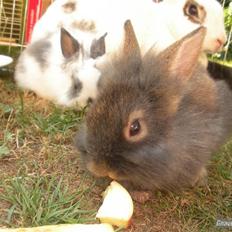 Kanin TEDDY-Rabits Eldina ;D