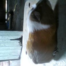 Marsvin Joan <3