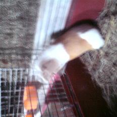 Marsvin Joan <3