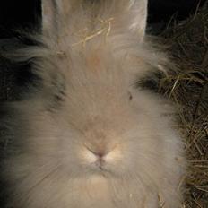 Kanin TEDDY-Rabits Nuga. :D