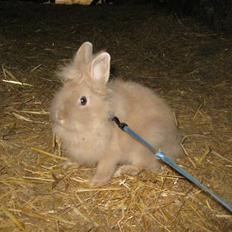 Kanin TEDDY-Rabits Nuga. :D