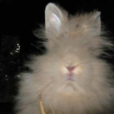 Kanin TEDDY-Rabits Nuga. :D