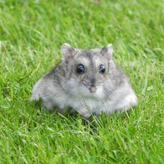 Dværghamster Rosie (Smushi)