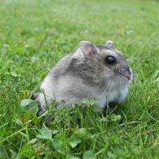 Dværghamster Rosie (Smushi)