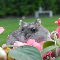 Dværghamster Rosie (Smushi)