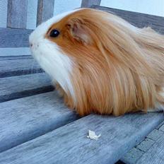 Marsvin Hamtaro