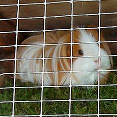 Marsvin Hamtaro