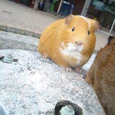 Marsvin Spidsmus (Himmel gnaver) R.I.P  <333