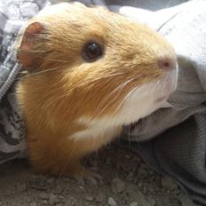 Marsvin Spidsmus (Himmel gnaver) R.I.P  <333