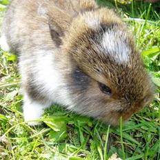 Kanin Mini-k (Himmel gnaver) R.I.P