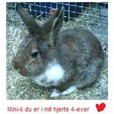 Kanin Mini-k (Himmel gnaver) R.I.P