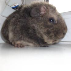 Marsvin Sofié (Fitte) RIP