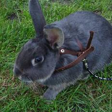 Kanin HJ's Stjerne<3 + UNGER!