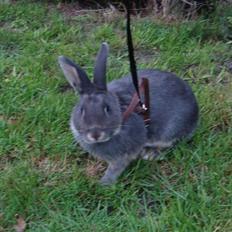 Kanin HJ's Stjerne<3 + UNGER!