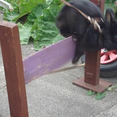 Kanin Marie <3 R.I.P :'(