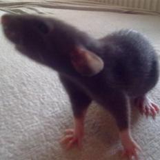 Tamrotte Perfect Little Cookie