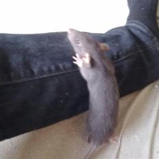 Tamrotte Perfect Little Cookie