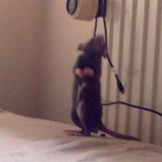 Tamrotte Perfect Little Cookie