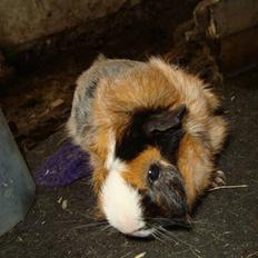 Marsvin pjuske R.I.P.