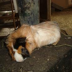 Marsvin pjuske R.I.P.