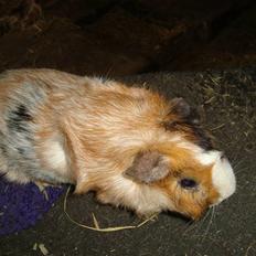 Marsvin pjuske R.I.P.