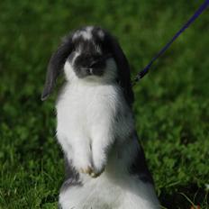 Kanin Taharas Flying Super Star