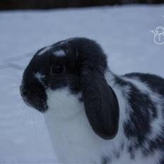 Kanin Taharas Flying Super Star