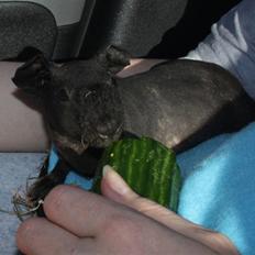 Marsvin Barnabás / Baba