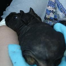 Marsvin Barnabás / Baba