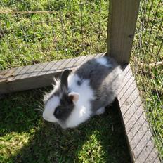 Kanin Snip |DØD:'C|