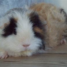 Marsvin texel-  Tæppe