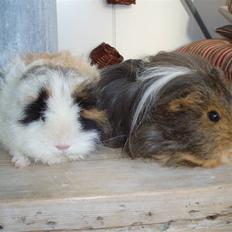 Marsvin texel-  Tæppe