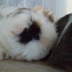 Marsvin texel-  Tæppe