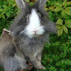 Kanin CK's Sweet Wilma