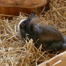 Kanin CK's Sweet Wilma