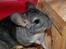 Chinchilla Chili R.I.P
