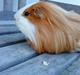 Marsvin Hamtaro