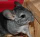 Chinchilla Chili R.I.P