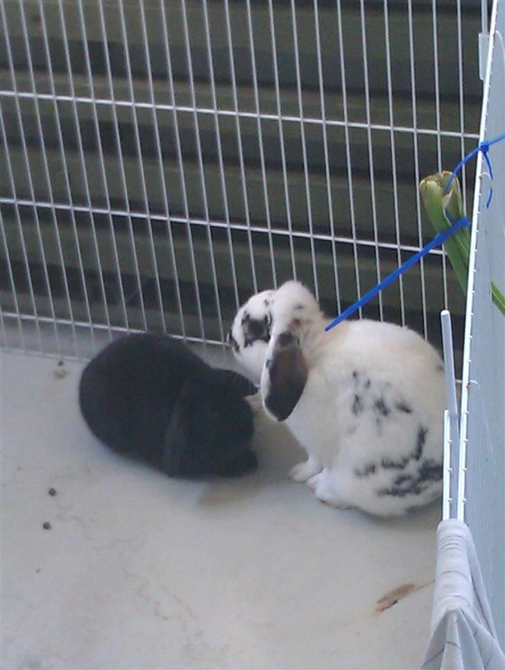 Kanin Mr. Jossie billede 3