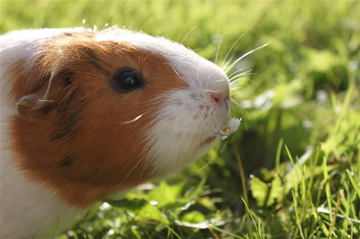 Marsvin Molly *RIP* 14/10 2013 billede 11