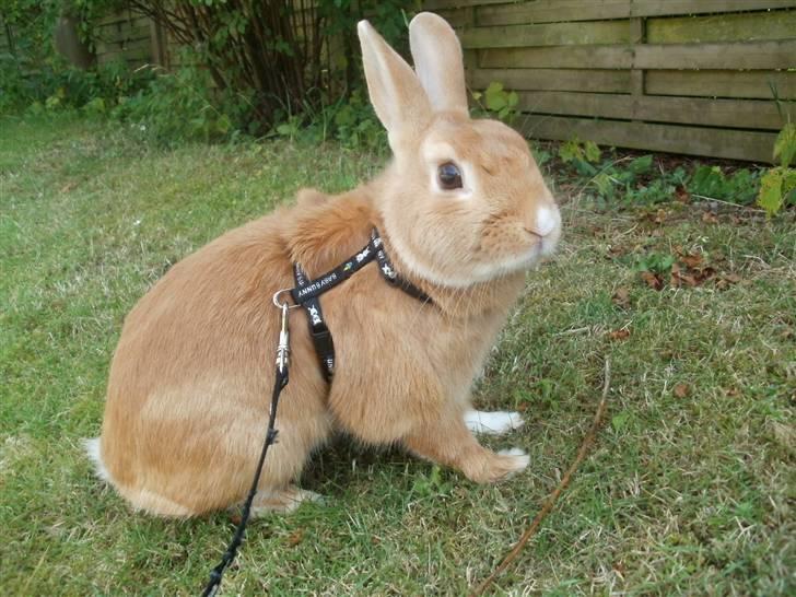 Kanin anton billede 1