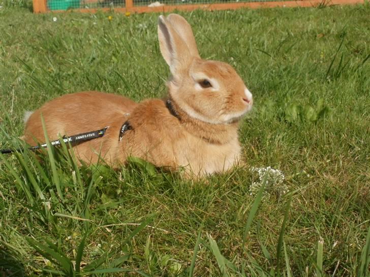 Kanin anton billede 2