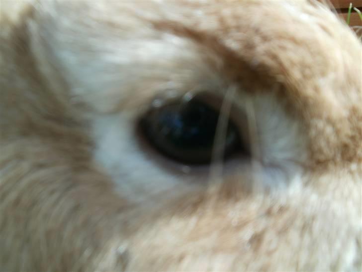 Kanin anton billede 3