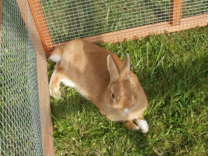 Kanin anton billede 4
