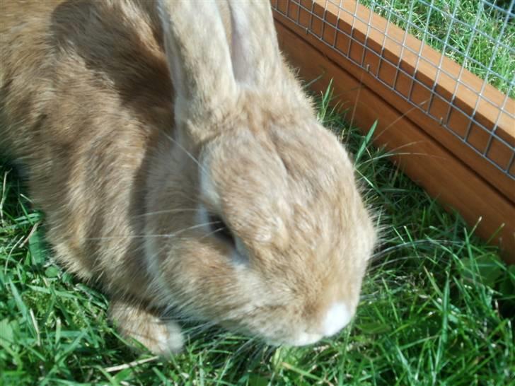 Kanin anton billede 5