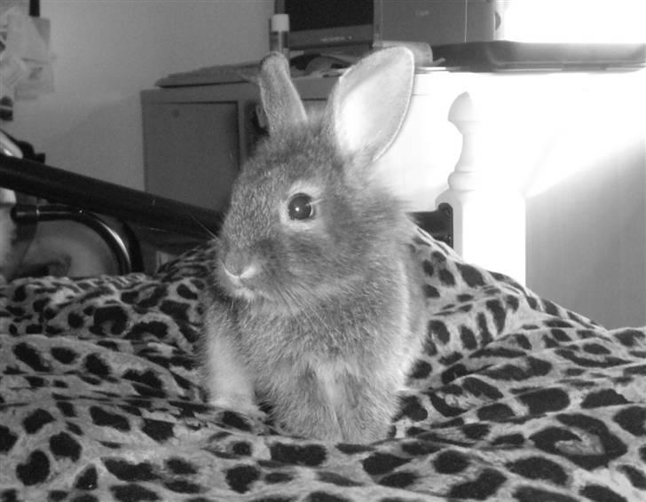 Kanin Peanut billede 1